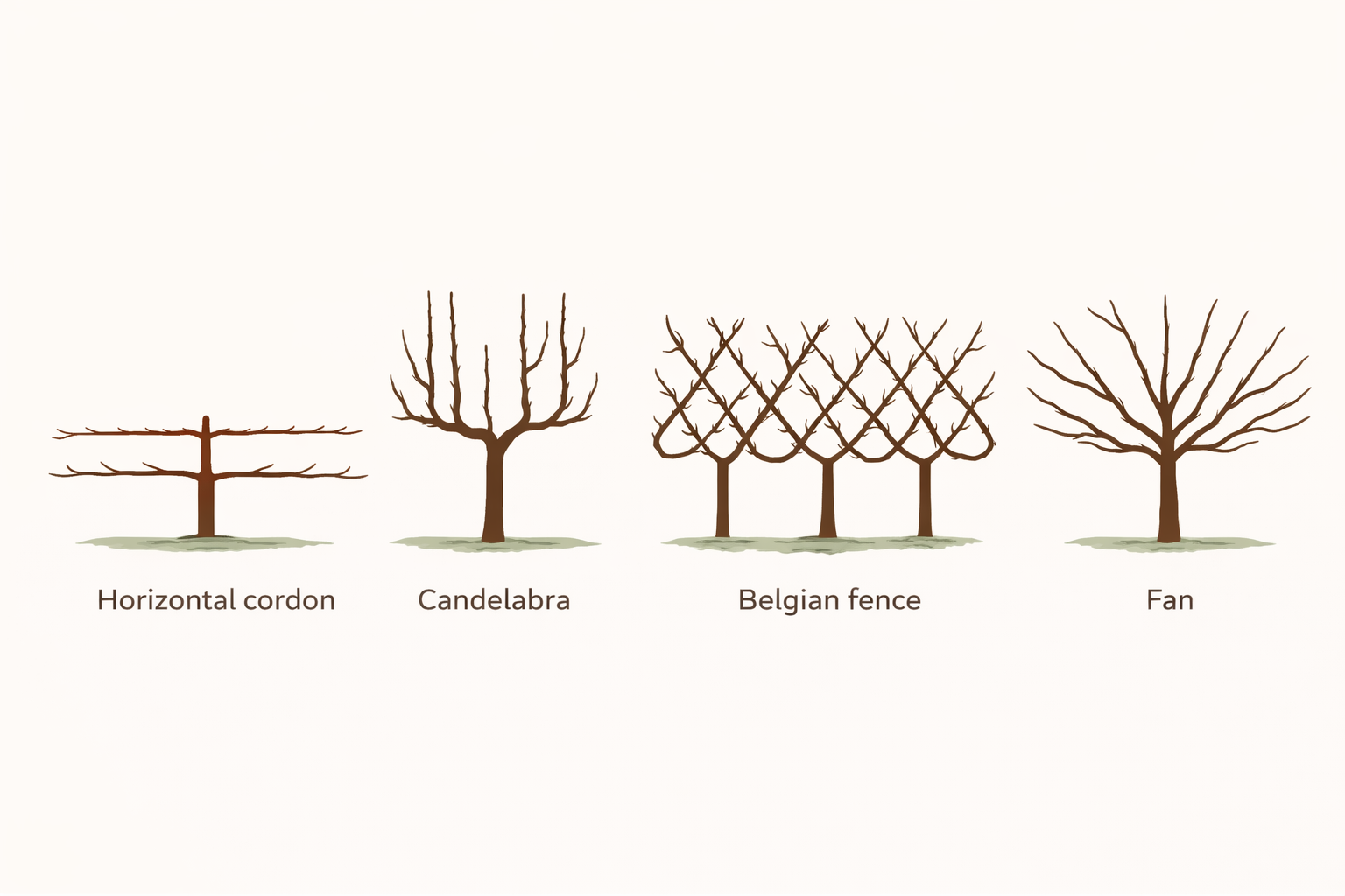 Diagram of common espalier patterns