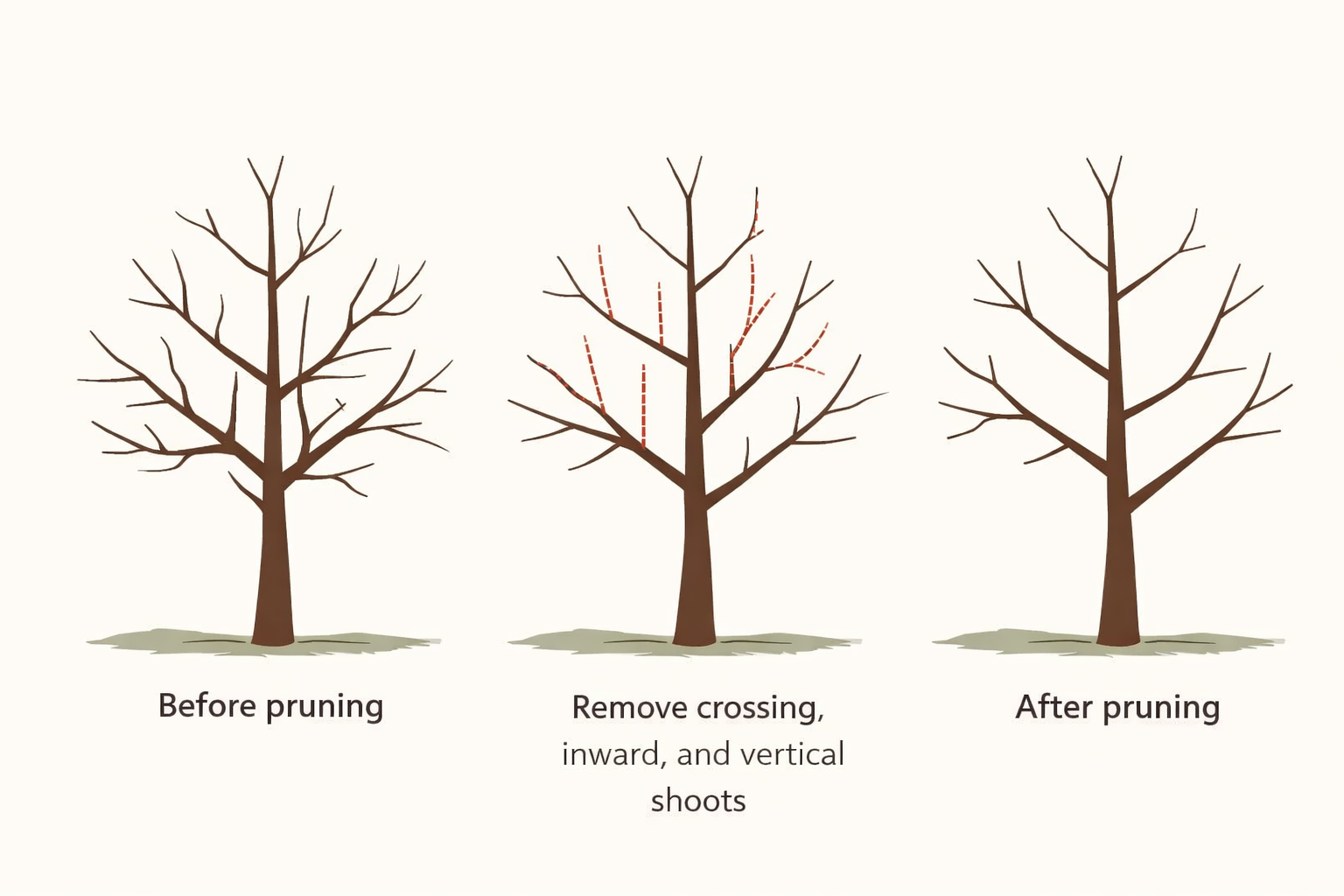 Illustrated guide to fruit tree pruning basics