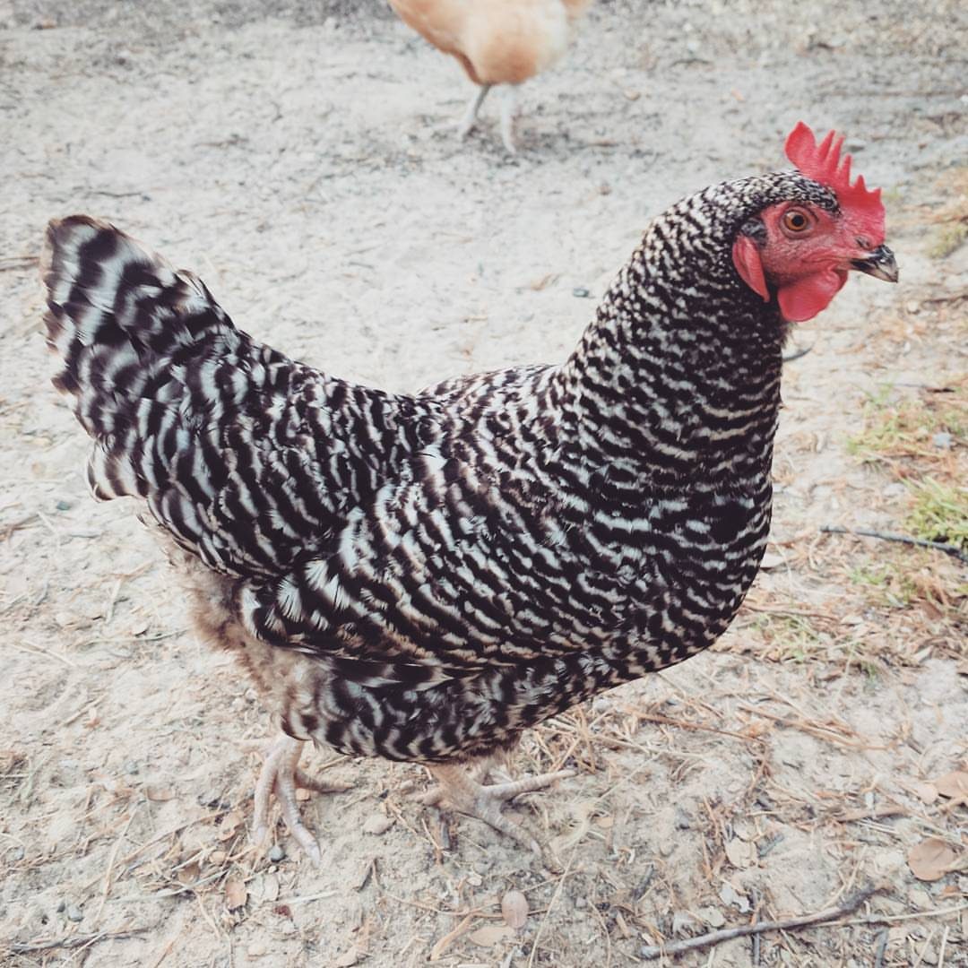 Do I Need a Rooster for My Hens to Lay Eggs?