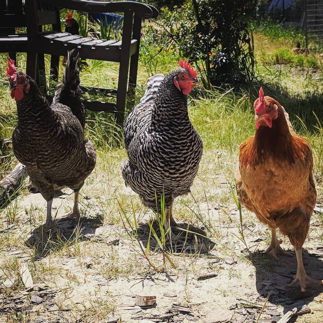 Best Chicken Breeds for the Santa Cruz Fog Belt