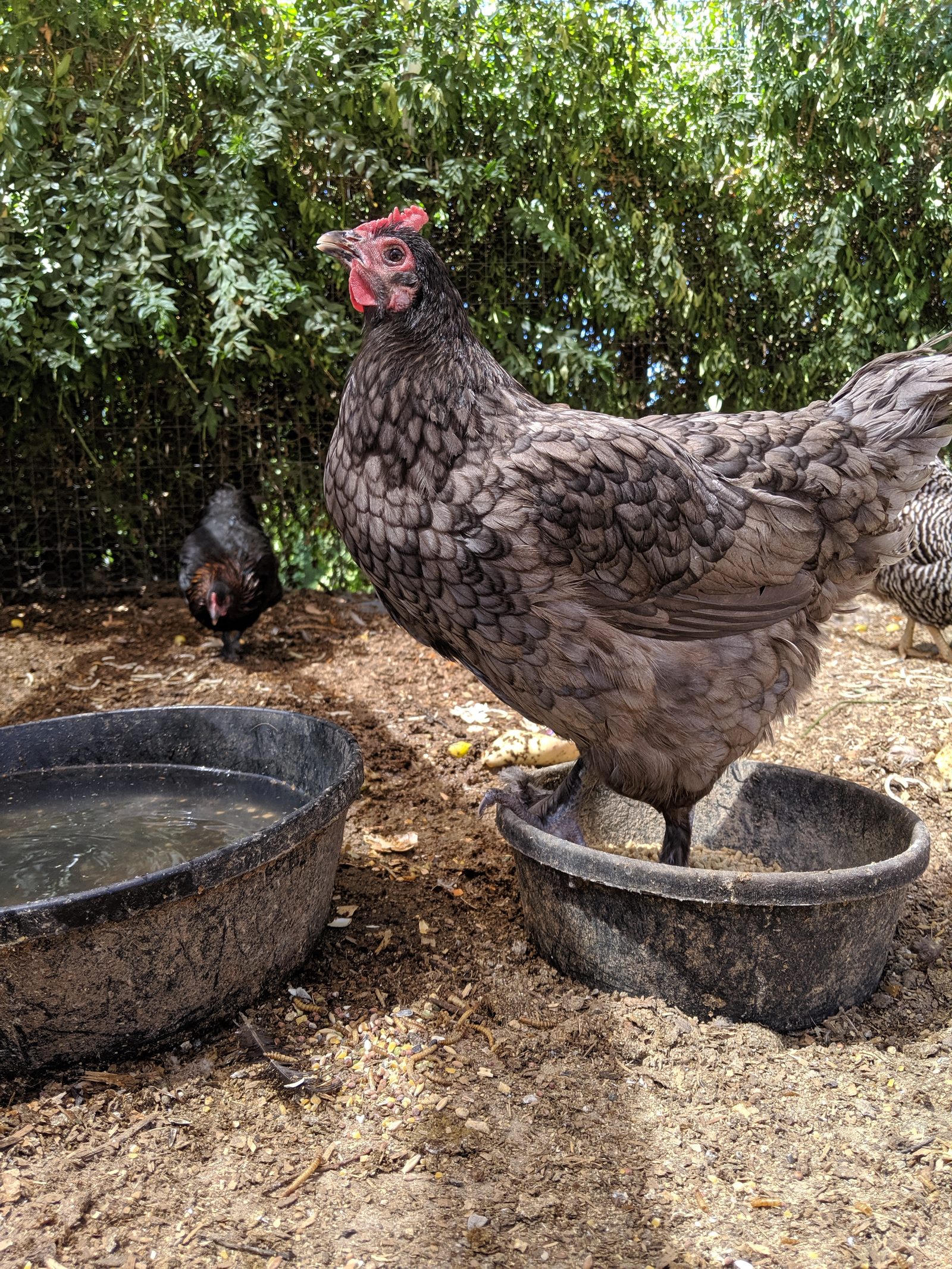 Keeping Your Flock Cool in Santa Cruz County Summer Heat