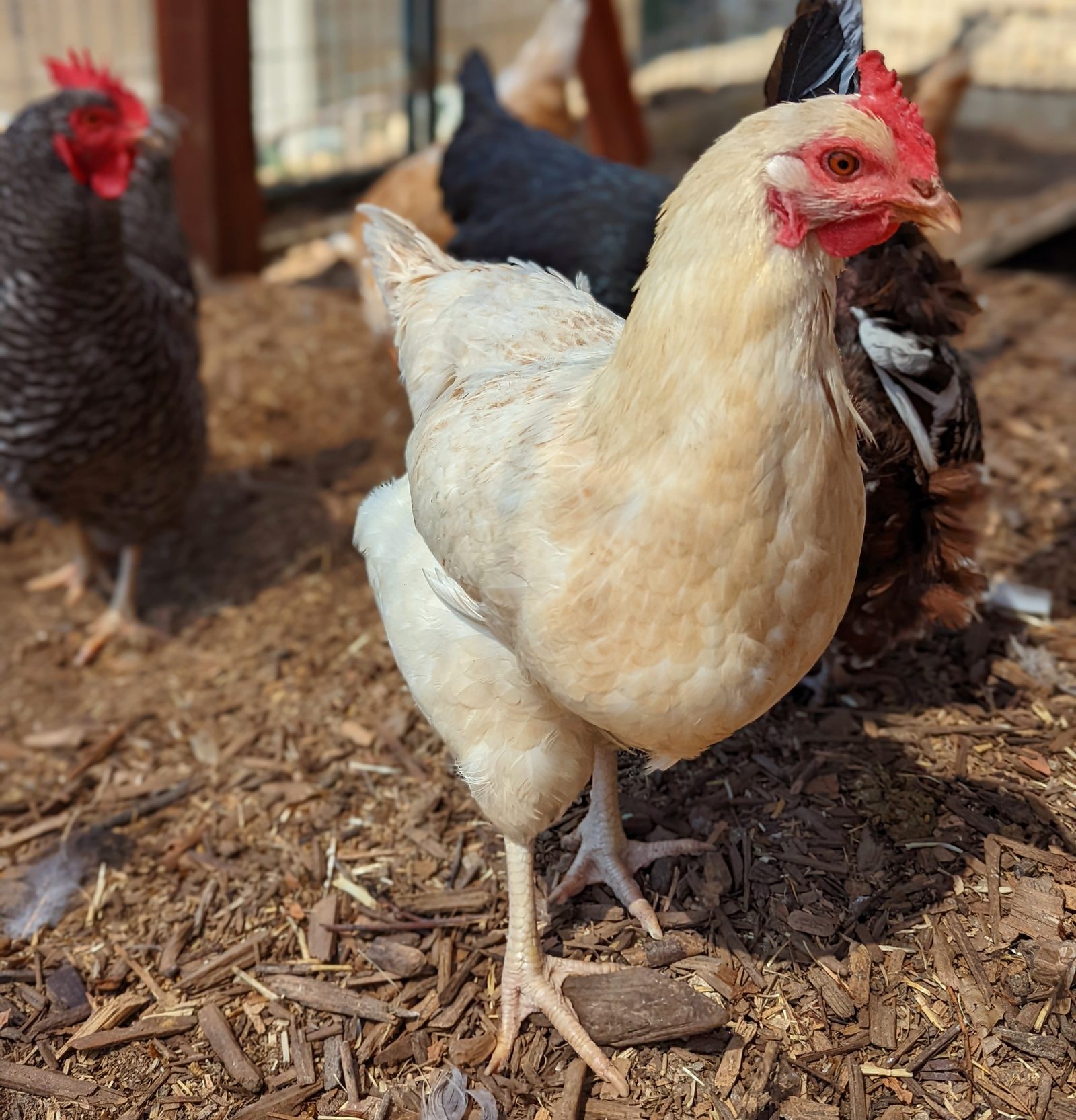 Deep Litter or Sand for a Coastal California Coop?