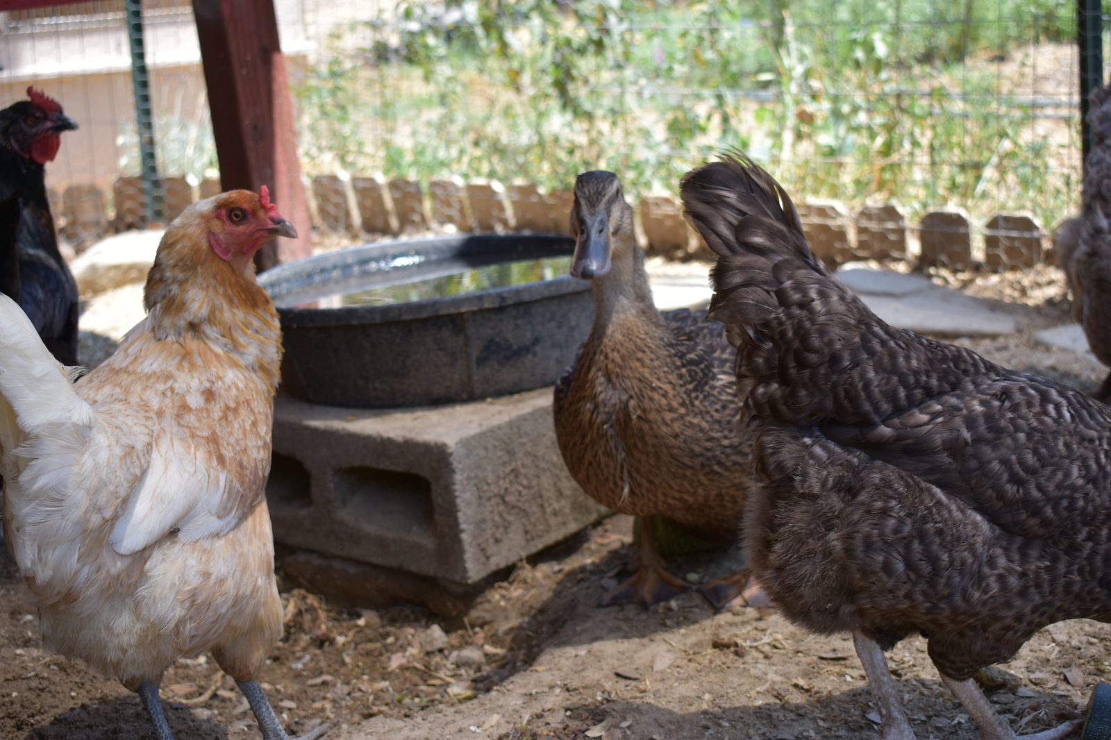 Avian Flu and Your Santa Cruz County Backyard Flock