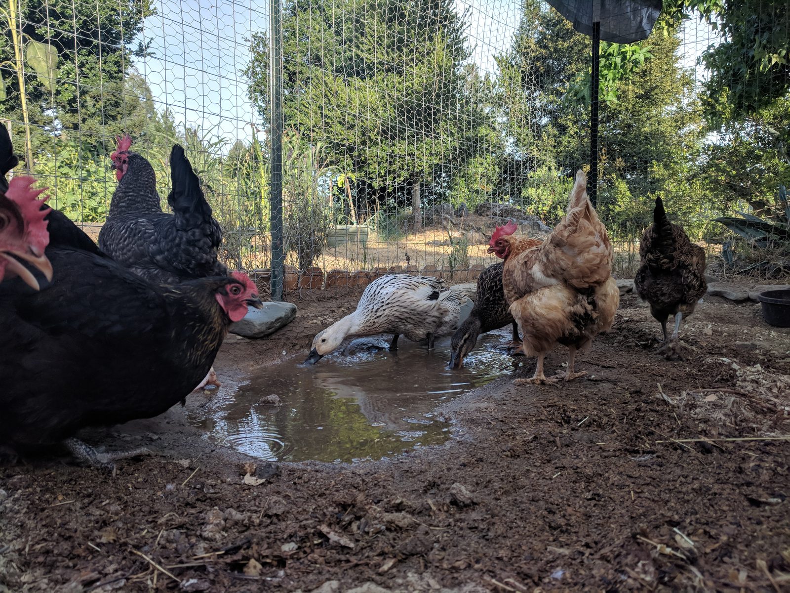 Keeping the Coop Dry: Mud, Mold, and Respiratory Health Through Santa Cruz Winters