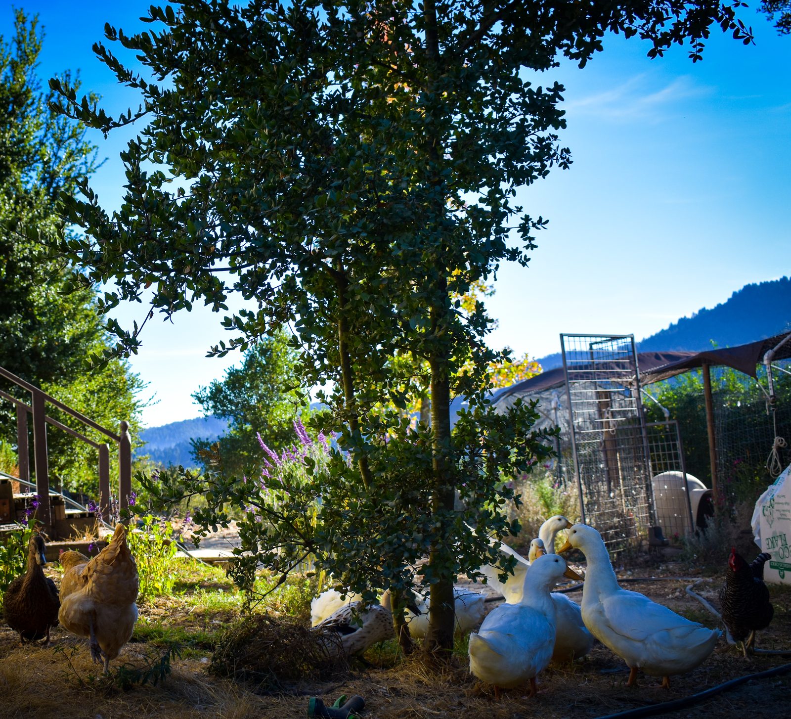 Keeping a Flock in the San Lorenzo Valley