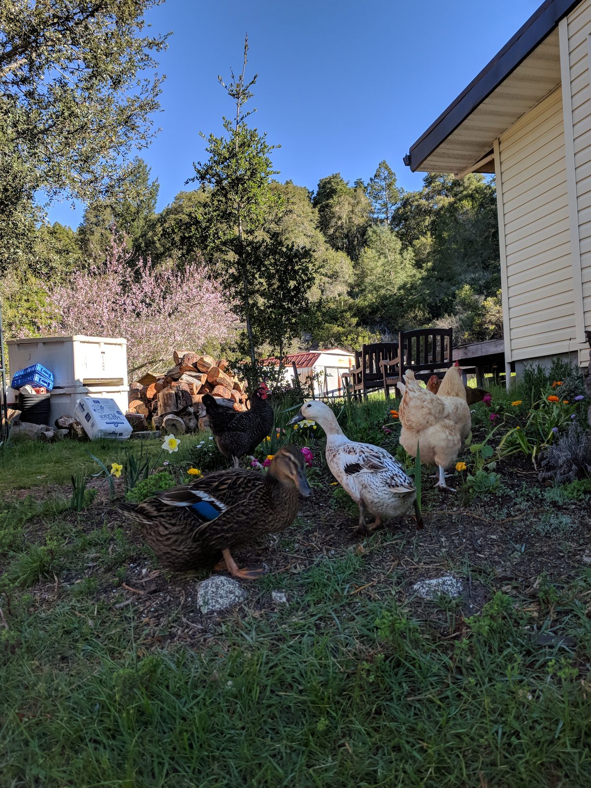 Put Your Flock to Work: Natural Pest Control for a Coastal Santa Cruz Garden