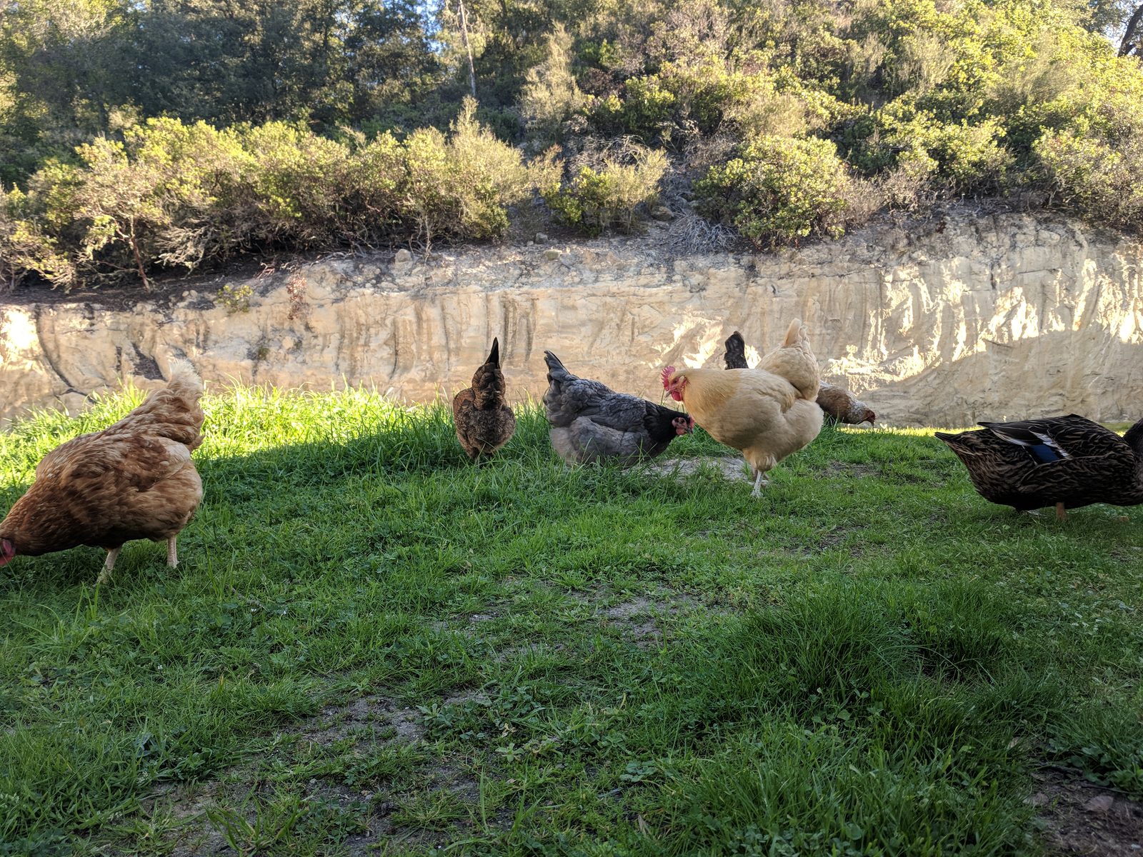 Are Ducks or Chickens Better for Slug and Snail Control?
