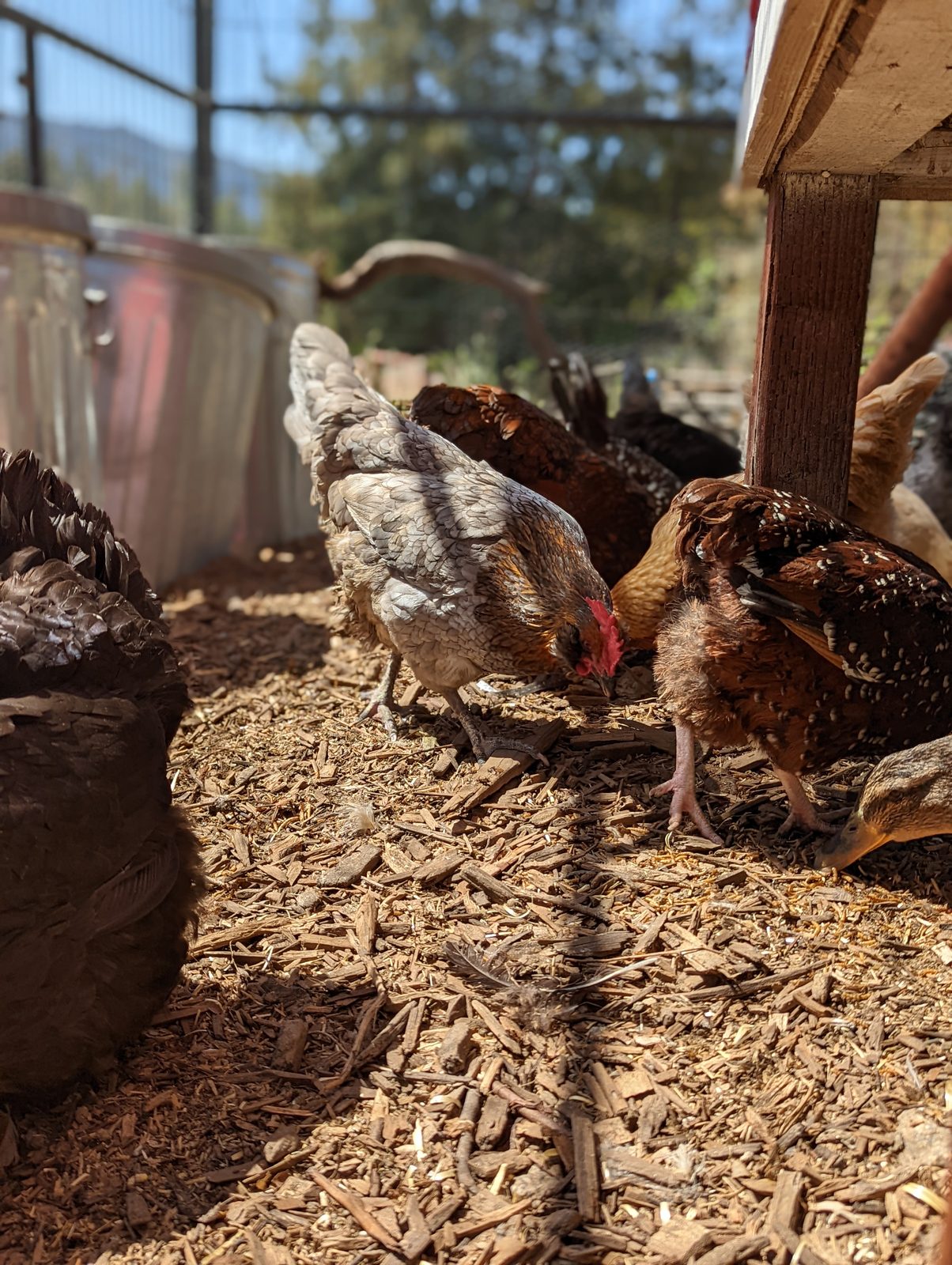 Where to Buy Chicks, Feed, and Coop Supplies in Santa Cruz County