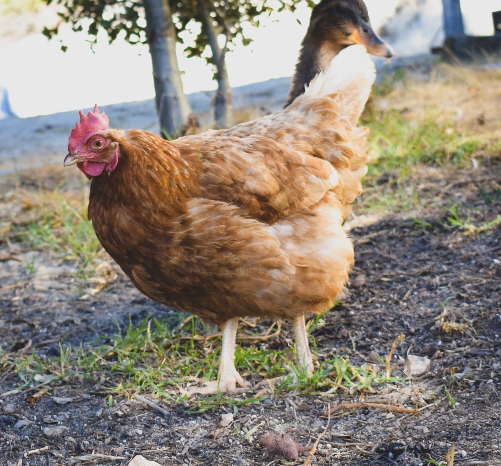 Chickens or Ducks for a Santa Cruz Backyard?