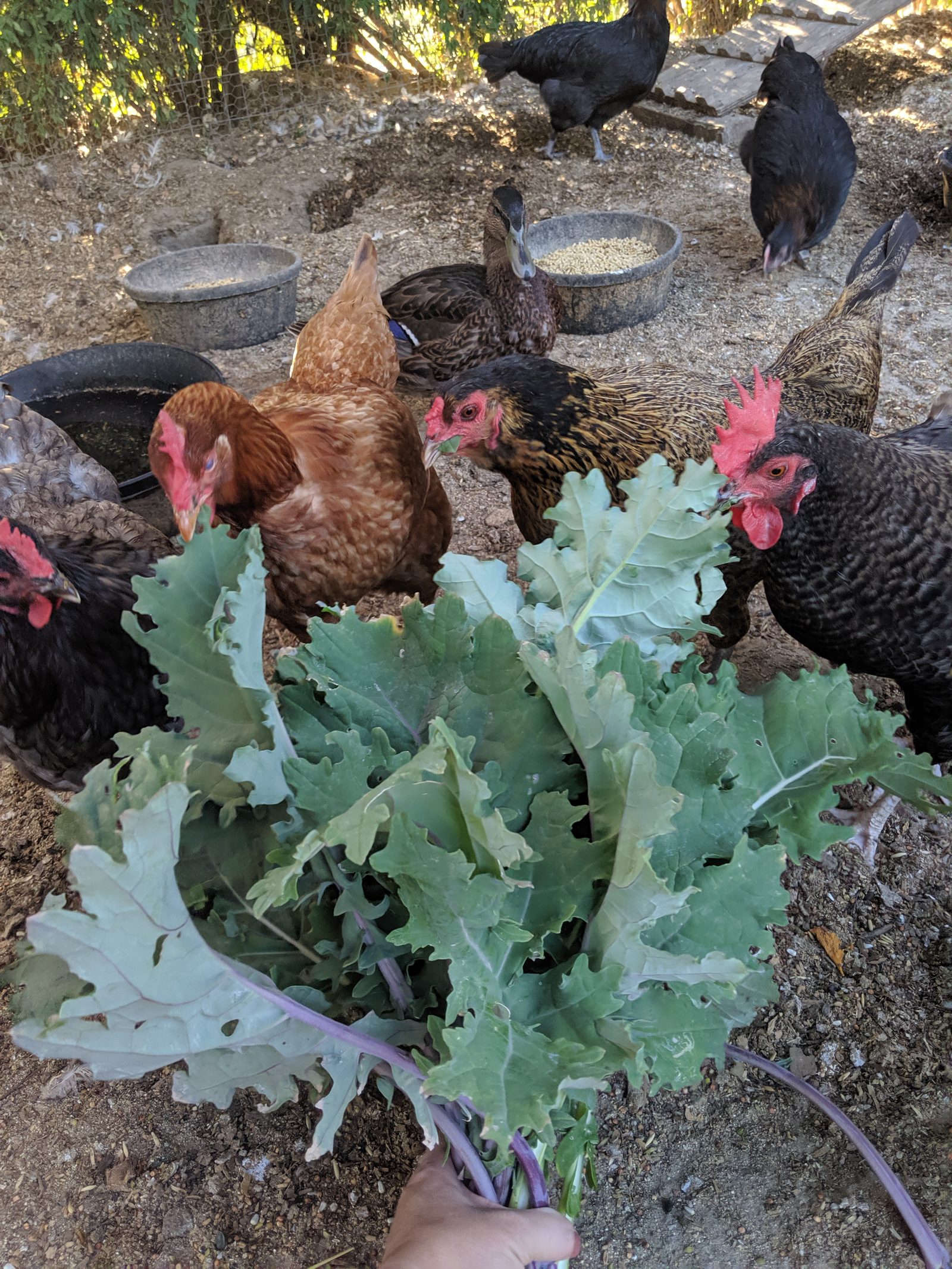 Growing Flock Treats: Best Garden Crops for Chickens, Ducks & Geese