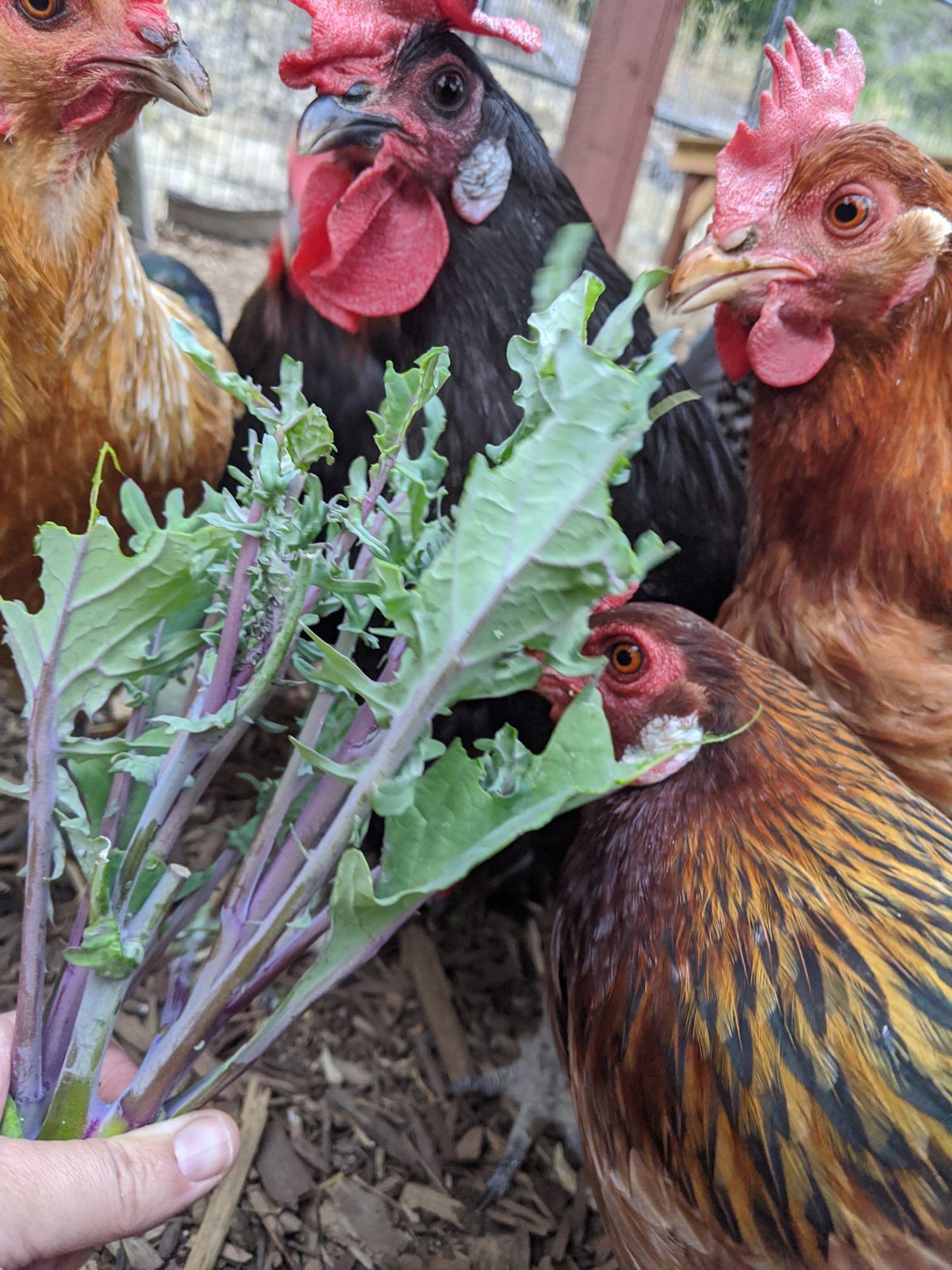 Finding a Poultry or Avian Vet in the Santa Cruz and Monterey Bay Area
