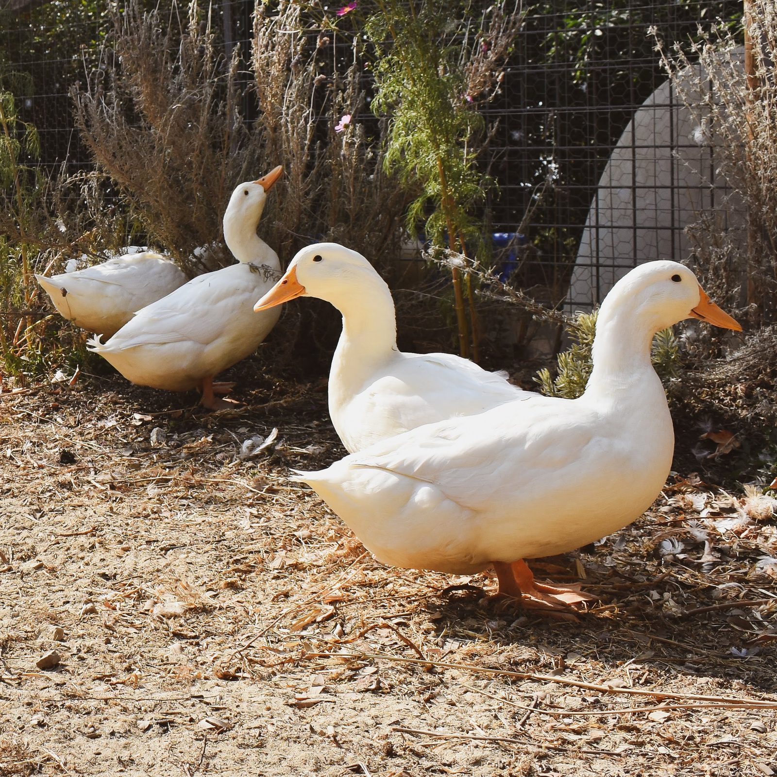 Best Duck Breeds for the Santa Cruz Fog Belt