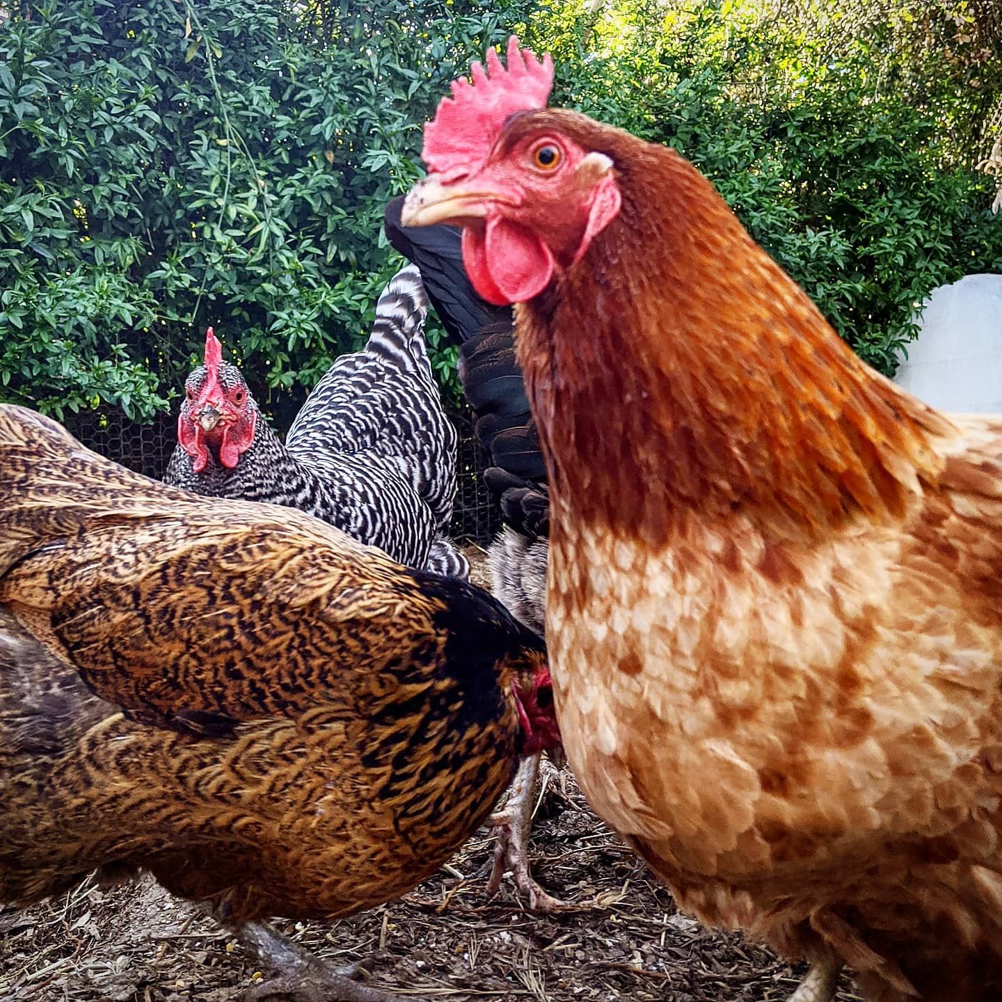Backyard Flock First-Aid Kit for California Keepers
