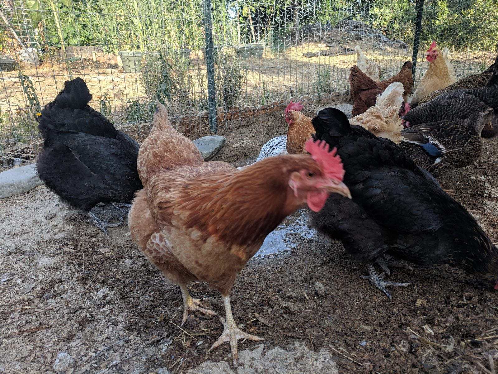Backyard Flock Predators: Santa Cruz County Field Guide