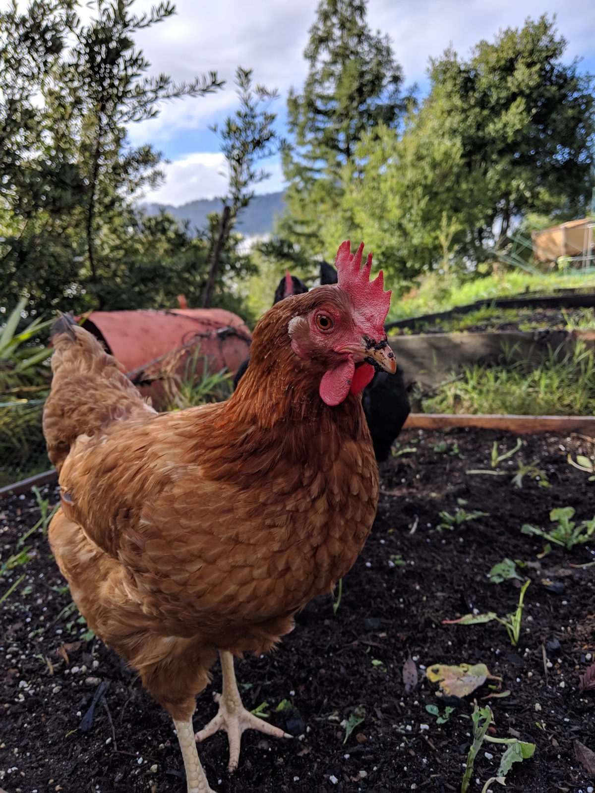 Chicken Tractors and Mobile Coops for the Santa Cruz Garden