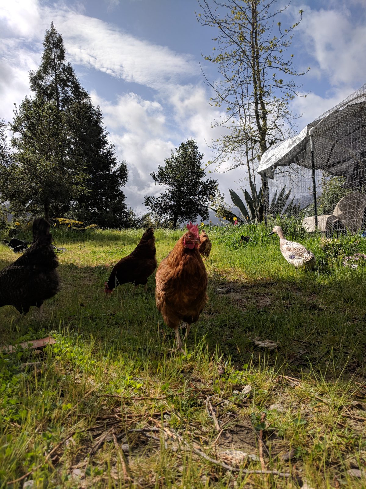 DIY Predator-Proof Coop and Run Plans for a Small Santa Cruz Lot