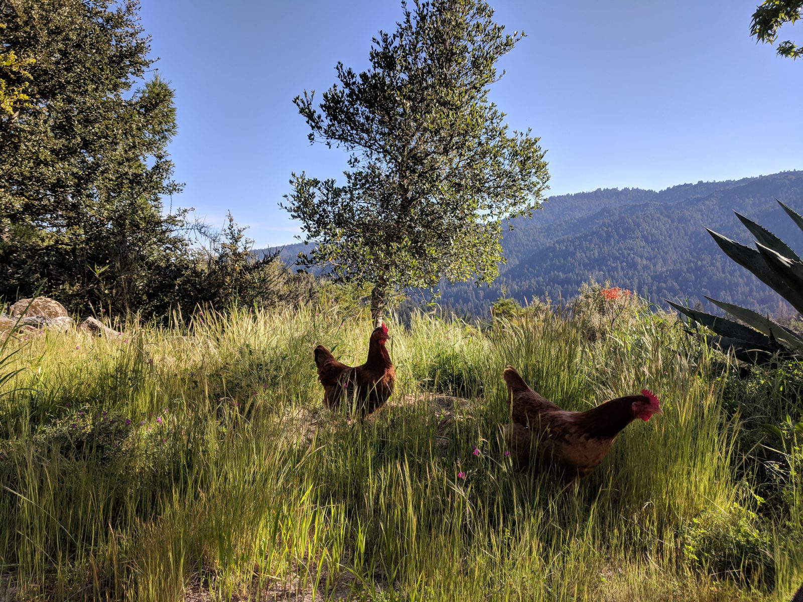 Santa Cruz County Flock Care Calendar: Month by Month