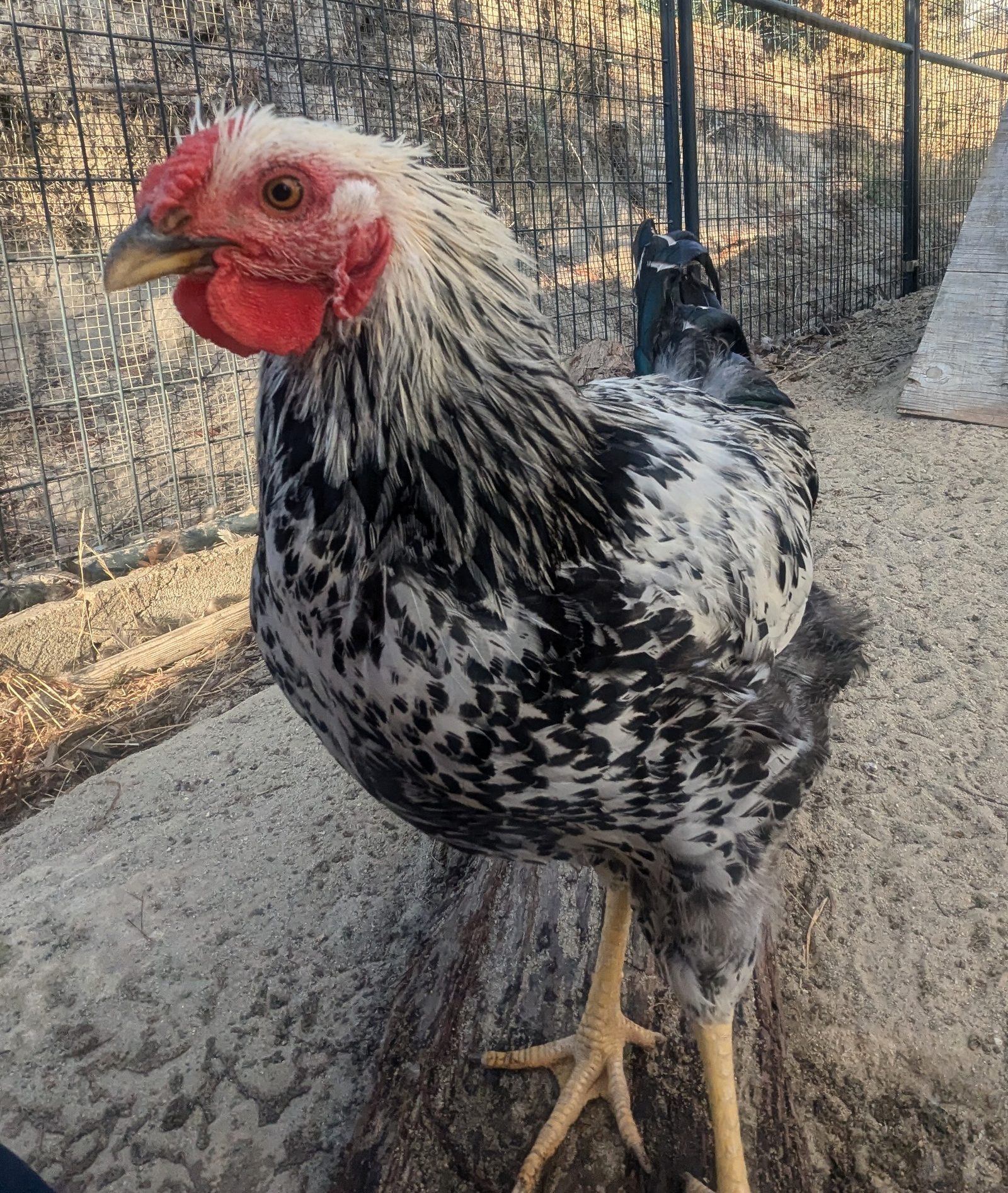 Standard or Bantam Chickens for a Small Backyard?