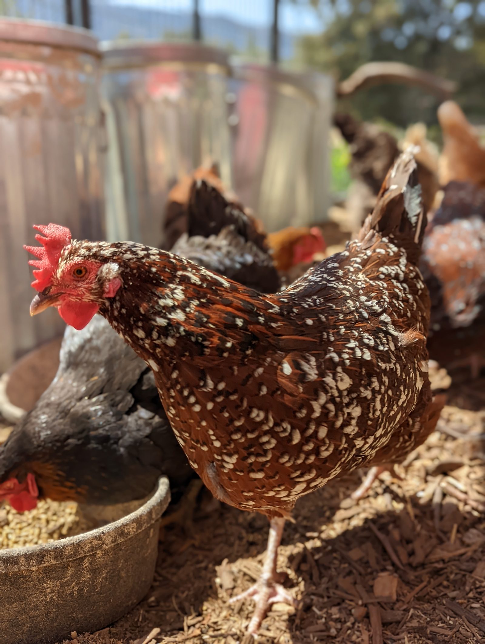 Hatchery Chicks or Rescue Hens? A Santa Cruz Guide