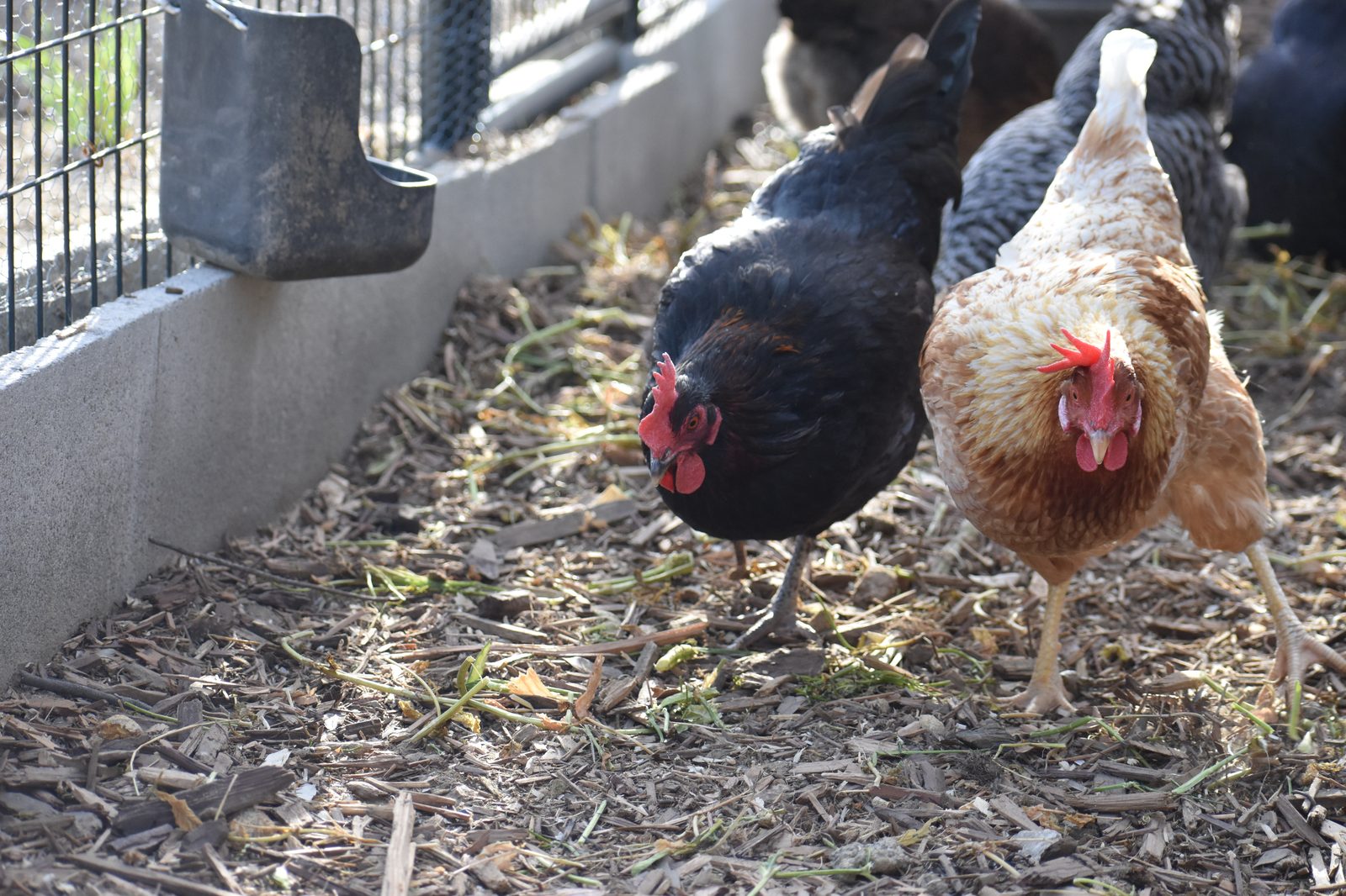 Adding New Hens to Your Flock: Integration Without Bloodshed