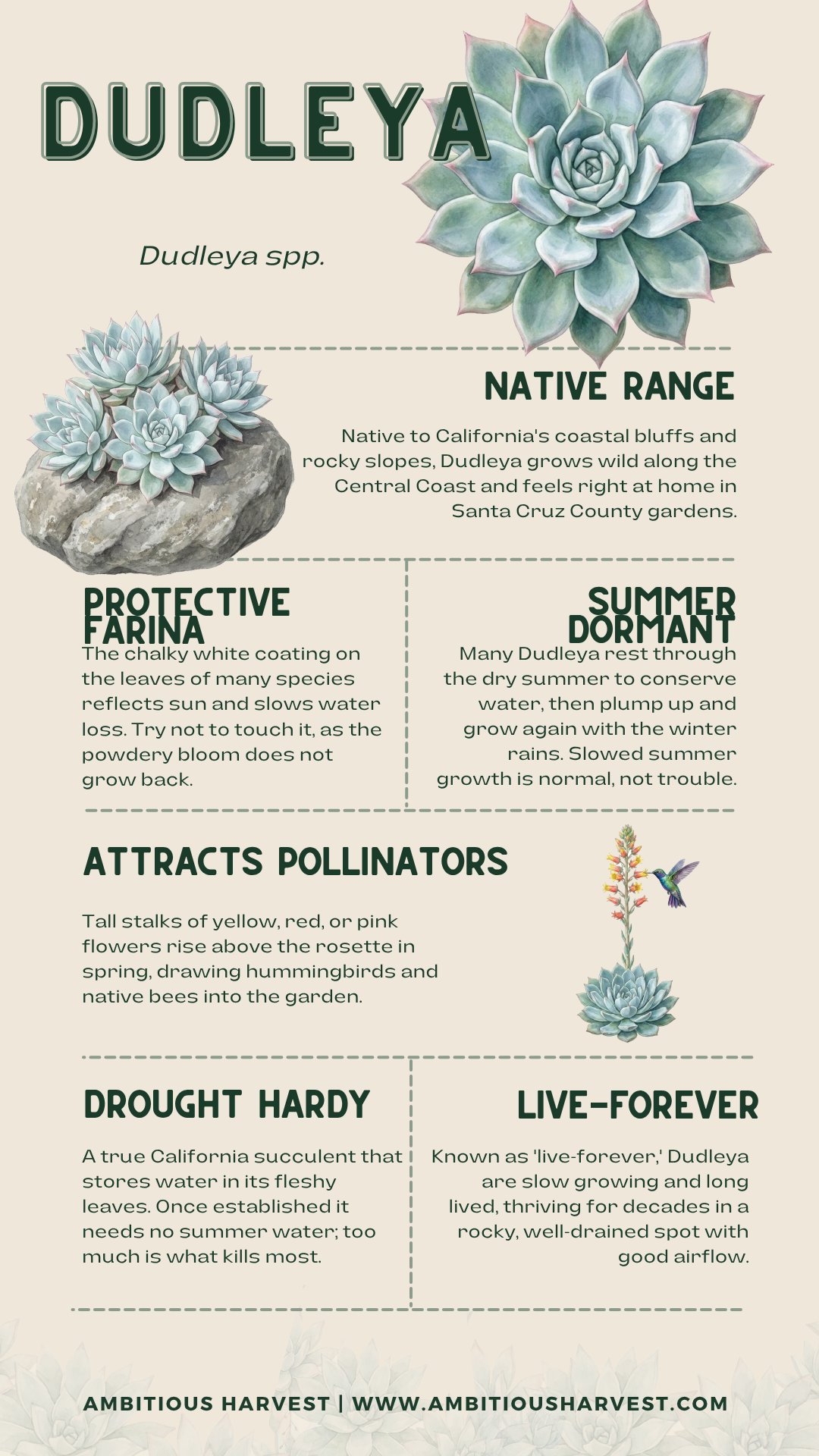 Dudleya facts at a glance infographic